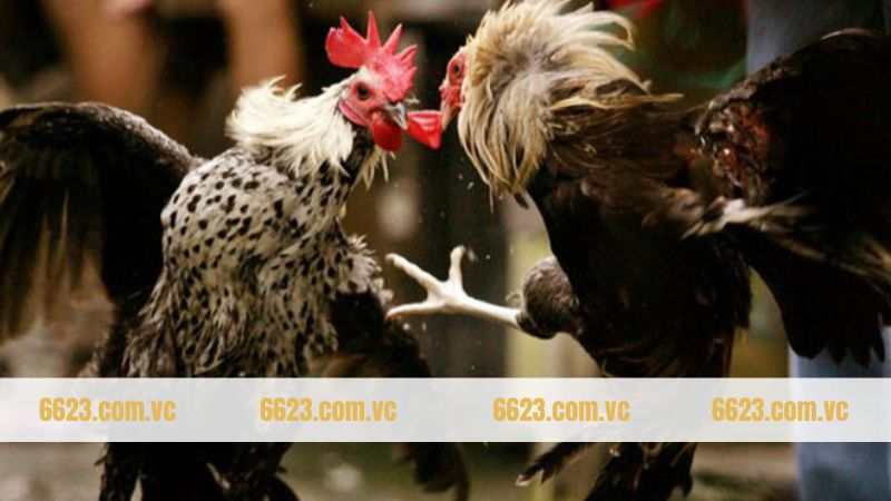 Bí quyết chăm sóc gà chọi Philippine chuẩn chuyên gia