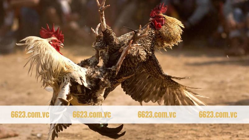 Khám phá các giống gà đá Philippine phổ biến hiện nay