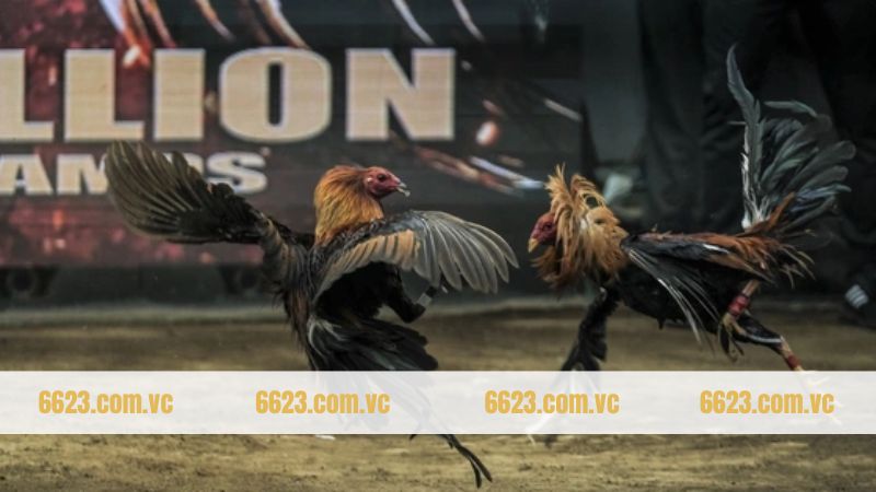 Gà Chọi Philippine - Chiến Binh Trứ Danh Hàng Đầu Tại 6623