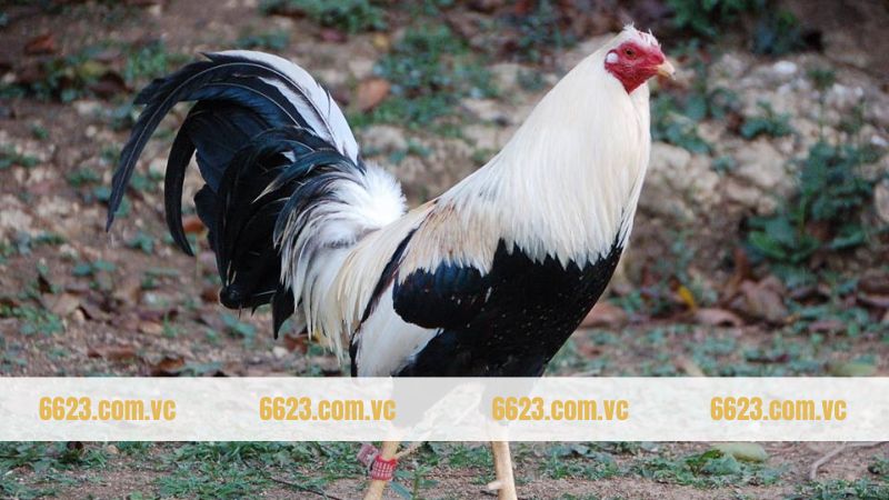 Những điều cần chú ý khi chăm sóc kê Shamo 