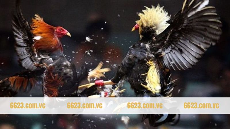 Giới thiệu sơ lược thông tin về gà đá Philippine