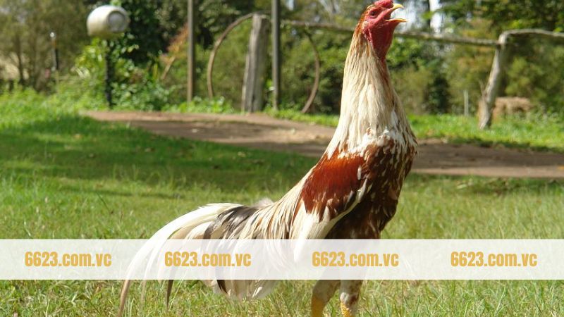 Các nội dung sơ lược về giống kê Shamo 
